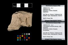 Foto (Objekt + Etikett) von Cracensigillatus acutirostris (Moericke, 1889)  (NHMW-GEO-1990-0041-0736)